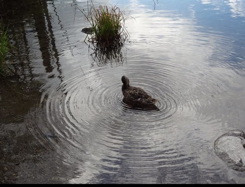 63foxlove's profile picture. ♥종북좌빨 척결 + 김정은 개새끼 + 종북간나 천벌임박 ♥