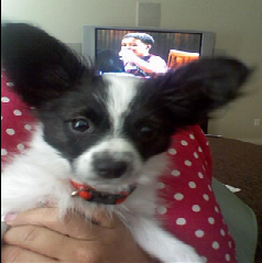 I am a Female Papion Named Izzy!! I Live In Boise, Idaho Came From A Farm In Caldwell, Idaho Then Got My Loving Family! I Like treats, and Licking pepole BIRD!!