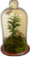 botanicavitrum's profile picture. Bell jar and apothecary terrariums with local mosses, sometimes fossils and exotic plants.