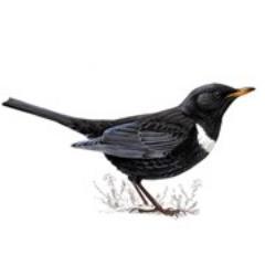 Co-author of book The Ring Ouzel. Winner in 2021 of BTO Marsh Award for Local Ornithology for 20+ years study of the Ring Ouzel on the North York Moors.