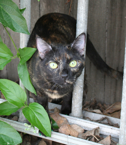Musings from a cat's eye view.