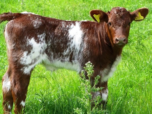 Quality food is the best investment you can make. #organic #beefshorthorn #pasturefed #pfla