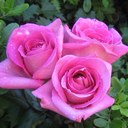 عبدالمجيد بن عبدالله (@233_mg) Twitter