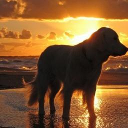 Pet Friendly Trip Advisor, Travel Dog Planner, Rentals, Health, Shopping, Adoptions Doggie News 4 Dogs their famiies & friends Cape May County, NJ
