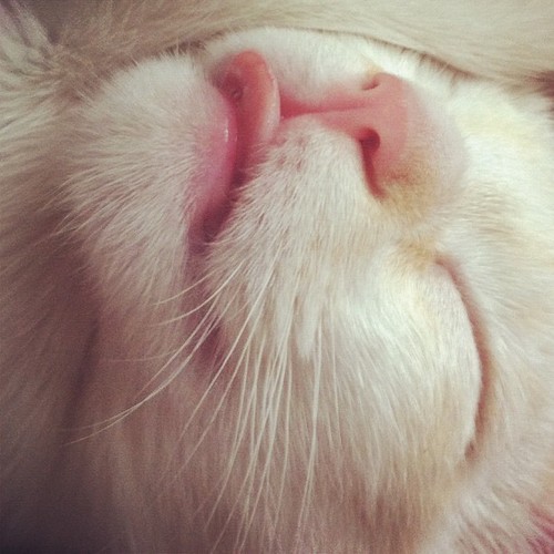 fancyfeast // blunts // naps // kitty toys