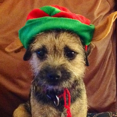 sleeping, barking, chasing squirrels, supporting Hawick, favourite book Dogs of War,favourite film star Chewbacca