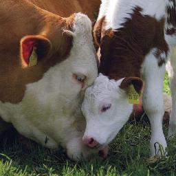 Vegan31 Profile Picture