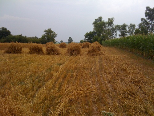 GFBA1's profile picture. 