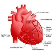 25 Years And still going, cardiovascular surgery not just a Job, Heart Expert....