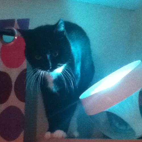 dannyodell98's profile picture. bio, no bio, bio, no bio.