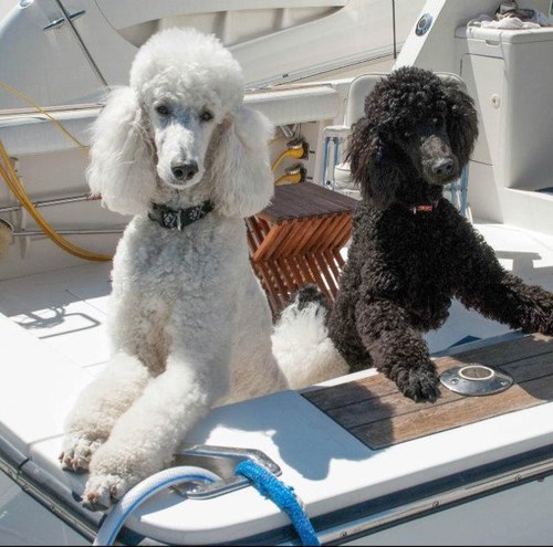 A retired lady that loves her Standard Poodles and all the spoos I have seen and met. I enjoy a strong faith in God and follow my Catholic faith with love.