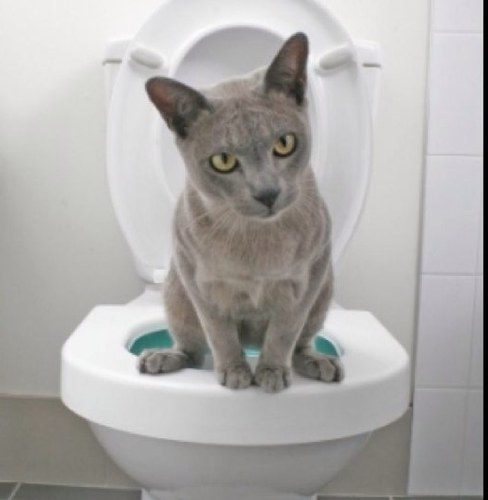 OnTheBowl's profile picture. The smelliest twitter in all the land. Your one stop shop to make the most out of your number two. Come. Join us in our #OTB quest.