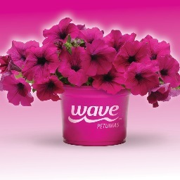 Official account for Wave Petunias & Cool Wave Pansies. Filling your garden with colorful flowers since 1995. Look for the trailing plants in the pink pots!