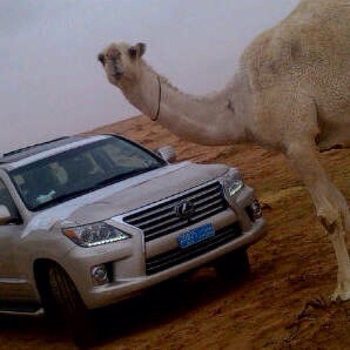 اغرد بما يليق لي وصاحب ابل