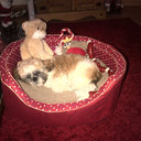 Sharon Nixon - @sharonixon - Twitter