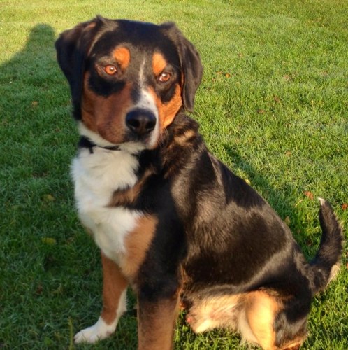 SadinSai's profile picture. 