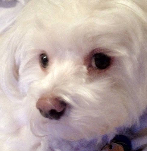 antonea6's profile picture. 