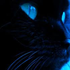Social Justice. Anonymous. Vegan. Animal Rights. Ahimsa. Peace. Conscious Evolution / Love Out Loud / Revolution of the Heart