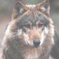 Knightrider109's profile picture. 