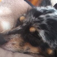 まりりん@チョコミント (@maripyosu0617) 's Twitter Profile