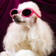 A Cushion Cat disguised as a Pink Poodle.