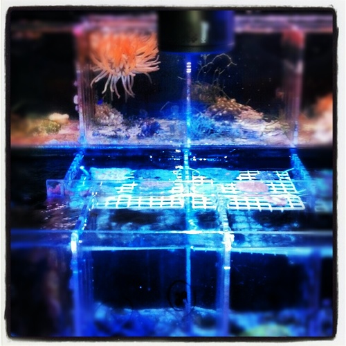 GSAquatics's profile picture. Greenstate Aquatics A new way to shop and learn for the high tech aquarium enthusiast.