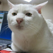 おいす マムシの飼育は法律で禁止されてるけど捕獲は可能で マムシ酒にするために捕まえて手元に置く人もいるらしいが 飼育 と捕獲の線引きは謎 っていう知識を得た