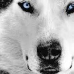 Frostlass_'s profile picture. lol