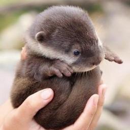 panthera_tuwe's profile picture. 