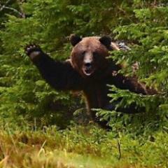 Just your friendly neighborhood bear.