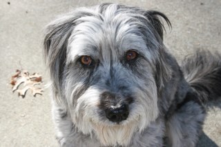 burnscher's profile picture. wife, mother, grandmother, adopted mom of Motley