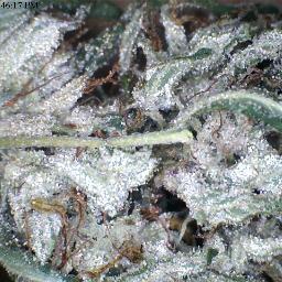 LarijuanaSeeds's profile picture. 