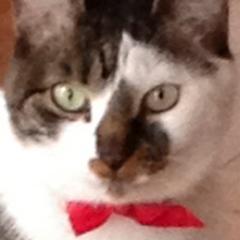 borderless_88's profile picture. 国境無き_88（数字はイタリア語で）