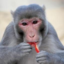 Nisarg85's profile picture. Stay Green! Stay Clean!