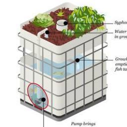 LearnAquaponics's profile picture. 