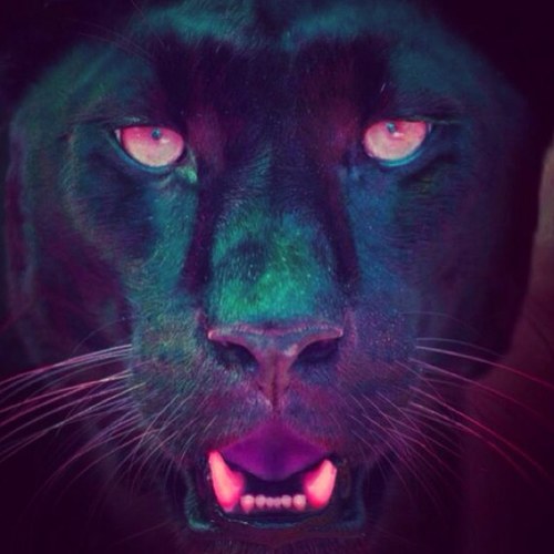 wildcatsonline's profile picture. Wildcats is een vernieuwend concept met te gekke entertainment en de beste dj's. Tijd voor een nationale overname #movement #teamwildcats #wildcatsonline