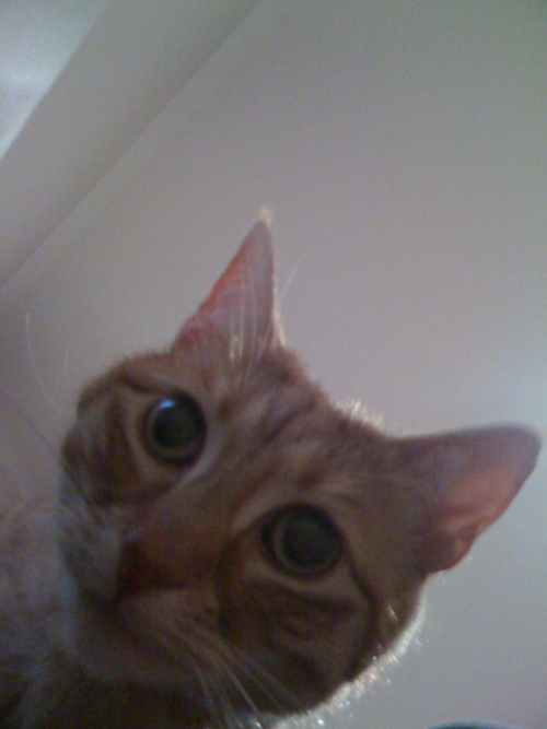 gabbygabbyhey's profile picture. Throw the fucking ball, bitch!