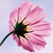 ss_t_s's profile picture. "腐" の成人済 // kmt 🔥🎴 ＿ dcst 🦁🚀・🚬✖️ // ハマったものはとことん / // アイコン・ヘッダー自作です。/ 無言フォローいいね失礼します。あなたの作品が大好きです(*'v'*)