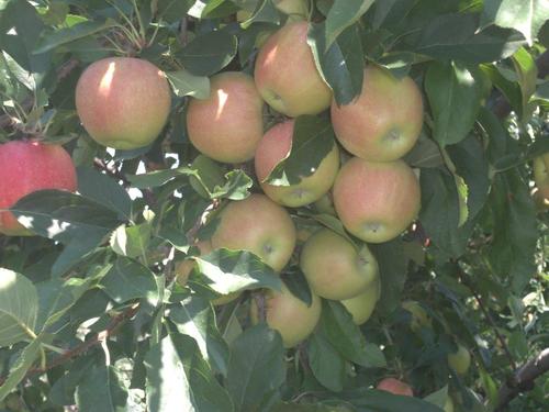 dmiller_david's profile picture. Plant Health Specialist, Agronomist, hobby orchard, husband, father. better quality crops -higher yields-healthier consumer. it's all about you..