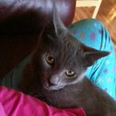 Pam Vickery - @plaidcat2 - Twitter