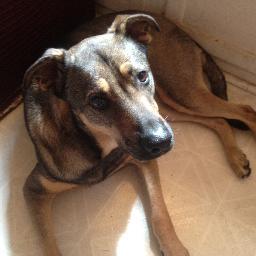 IceAgeC0ming's profile picture. Voracious reader, consumer electronics product developer, US manufacturer, naturalized American, ex-conservative.