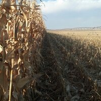 BigShitFarming  (@bigshit_farming) 's Twitter Profile