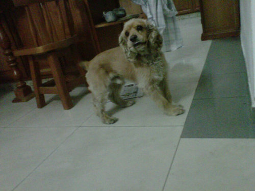 alfredonino172's profile picture. 