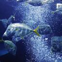 SAMIR AGARWAL - @samir_bhs - Twitter