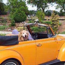 Perpetual student, nurse, mother, and wife, friend and thinker of deep or sometimes shallow thoughts, and an owner of a '73 VW Bug convertible...