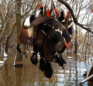 Offering Complete Wildlife Management Solutions for deer, waterfowl, turkey, upland and doves in Missouri, Iowa, Kansas and Illinois.