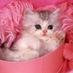 Funny-cat (@gudrunsalterego) Twitter profile photo Funny-cat (@gudrunsalterego) Twitter profile photo