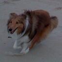 Logan Lau - @ilikeherding - Twitter