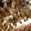 Julie Spry - @naturecrazed - Twitter