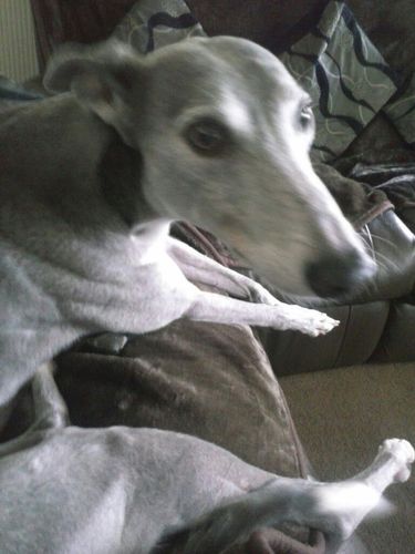I love my family& My 8 whippets we have Spike Shearer Raggie Dillon Ozzy Tango Freddie and Nellie xxx work NHS